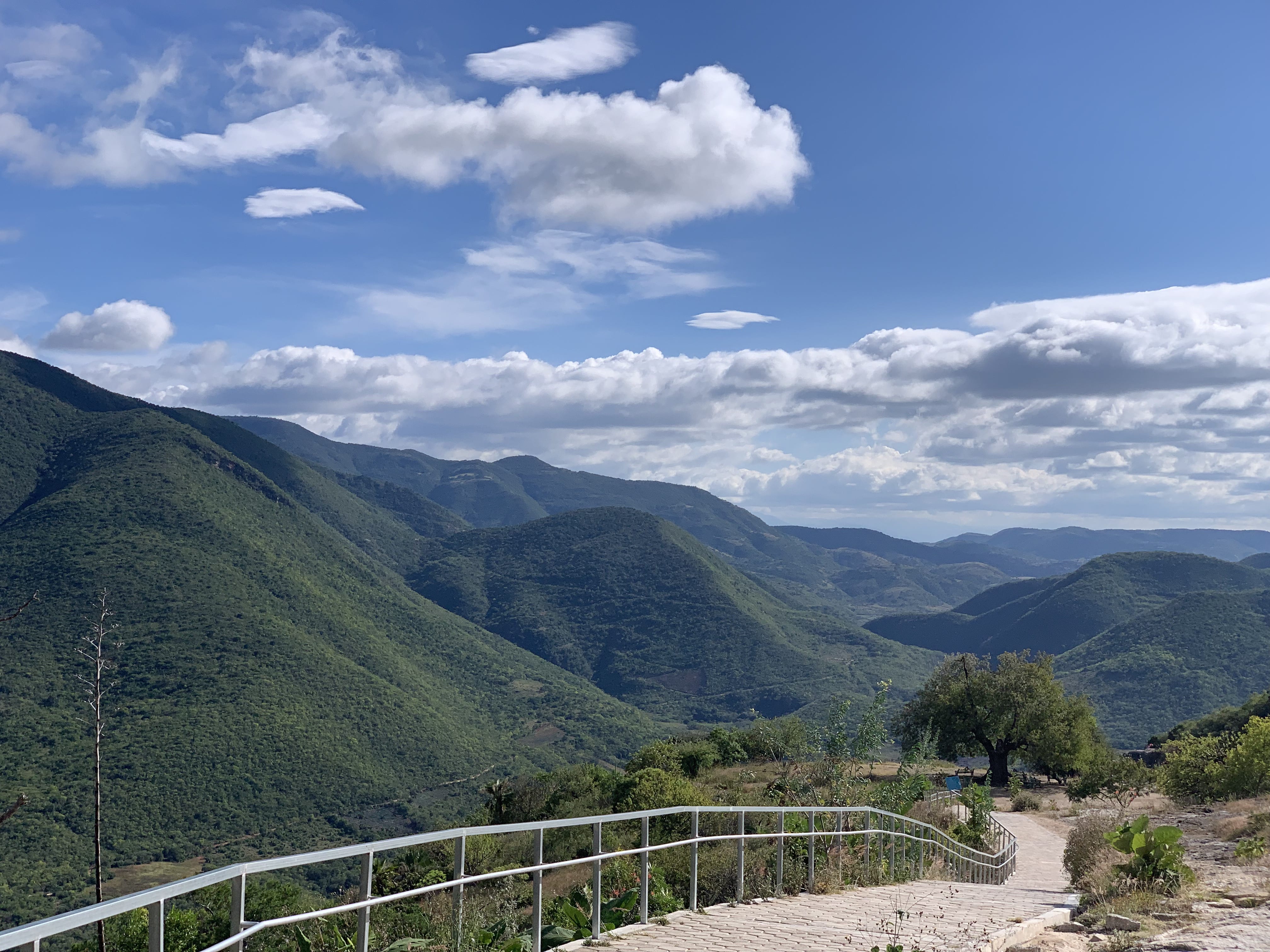 Perfectly Placed Tree